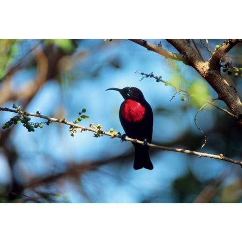 Quadro de exterior - Pássaro Vermelho