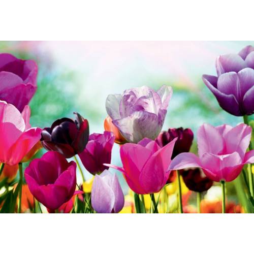 Quadro de exterior - Tulipa