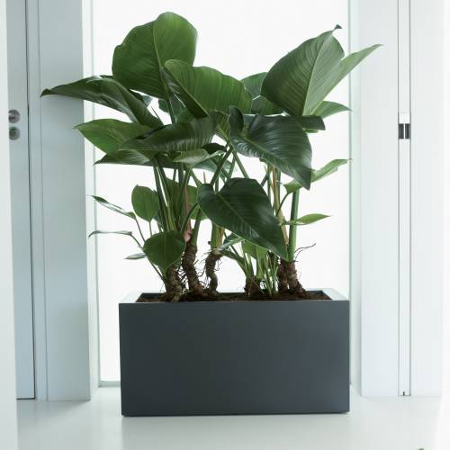 Pure Square Long  39x79 A40  Antracite  Elho
