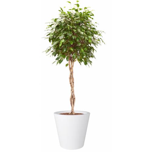 Pure Straight Round  D80 A86  Branco  Elho