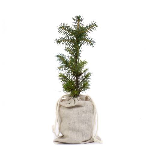 rvores de Natal - Abeto do norte em torro +bolsa