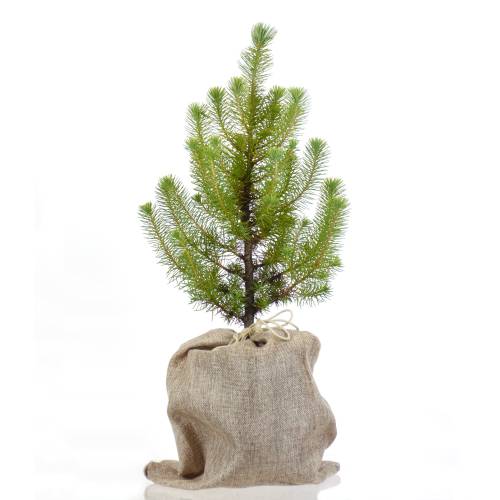 rvores de Natal - Pinheiro-manso em vaso bolsa