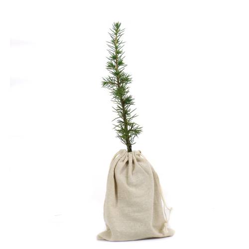 rvores de Natal - Cedro do Atlas em torro +bolsa