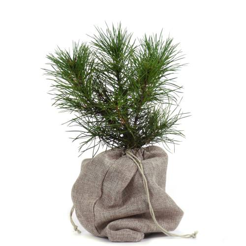 rvores de Natal -Pinheiro bungeanao em vaso bolsa