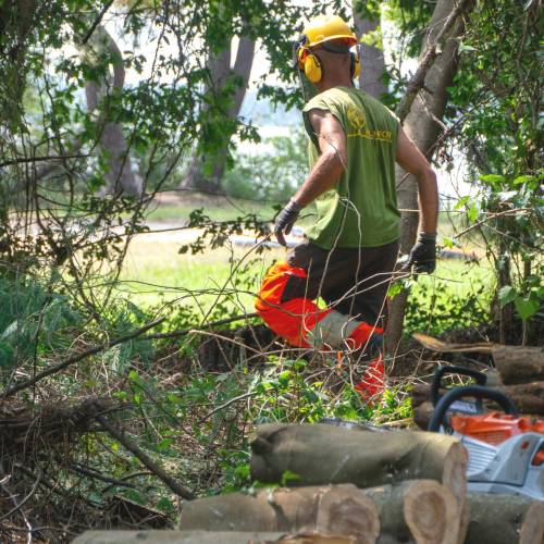 Desmatamento, Limpeza florestal