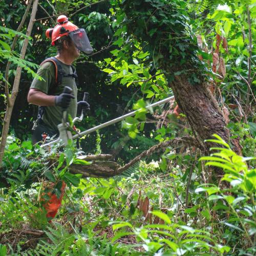 Desmatamento, Limpeza florestal