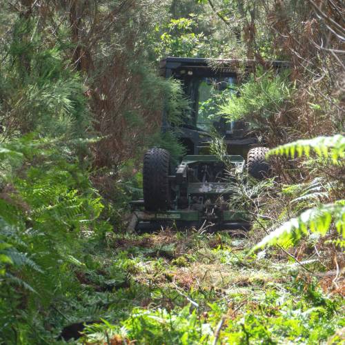 Desmatamento, Limpeza florestal
