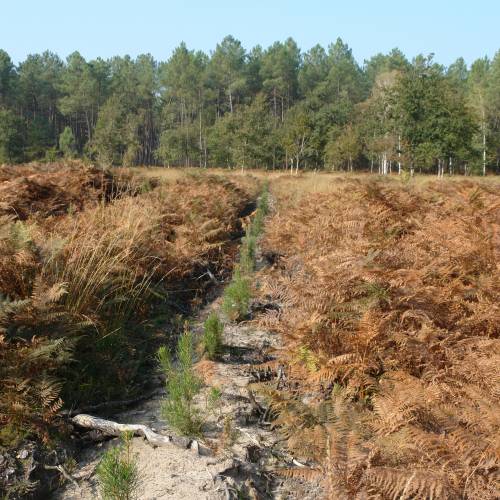 Limpeza das plantaes florestais jovens