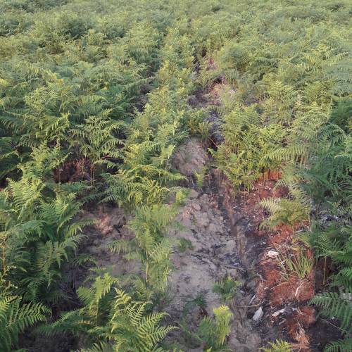 Limpeza das plantaes florestais jovens