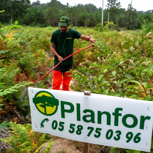 Limpeza das plantaes florestais jovens