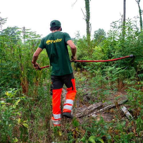 Limpeza das plantaes florestais jovens