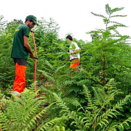 Limpeza das plantaes florestais jovens