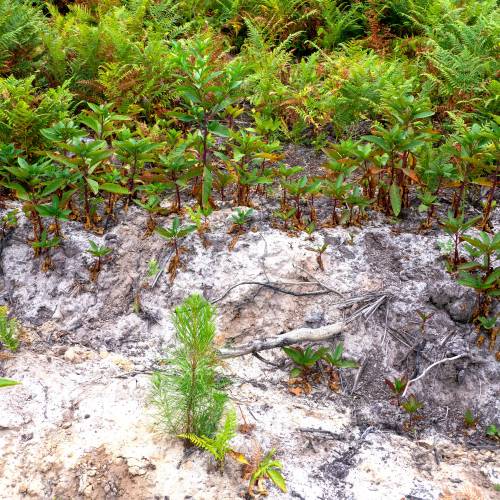 Limpeza das plantaes florestais jovens