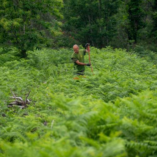 Limpeza das plantaes florestais jovens
