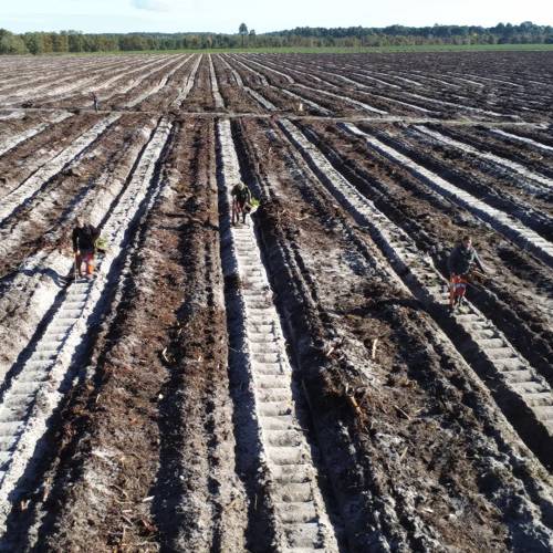 Plantao florestal