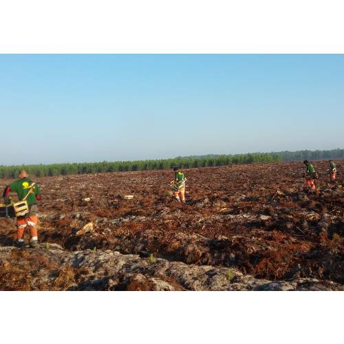 Plantao florestal