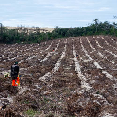 Plantao florestal