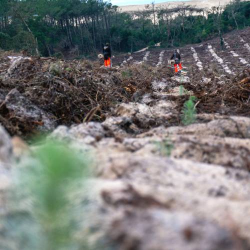 Plantao florestal