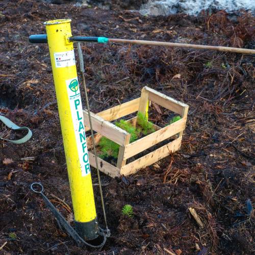 Plantao florestal