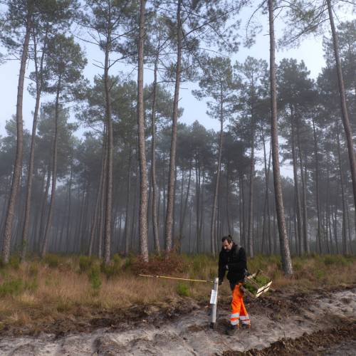 Plantao florestal