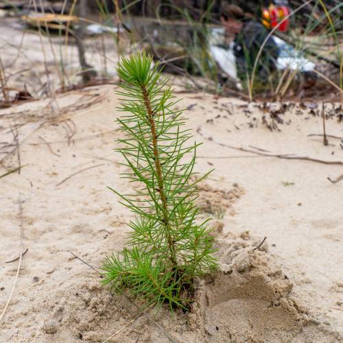 Plantao florestal
