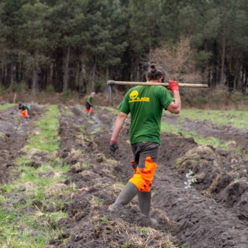 Plantao florestal
