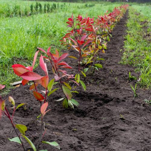 Plantao florestal