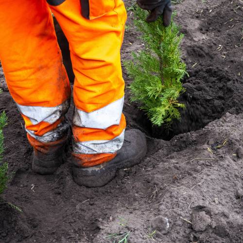 Plantao florestal