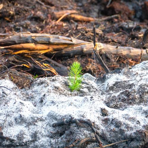 Plantao florestal