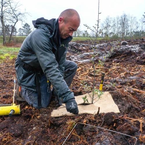 Plantao florestal