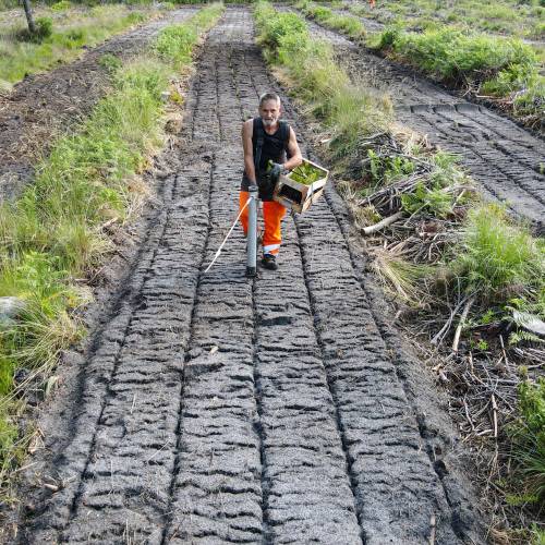 Plantao florestal