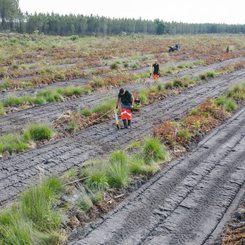 Plantao florestal