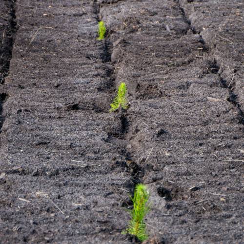 Plantao florestal