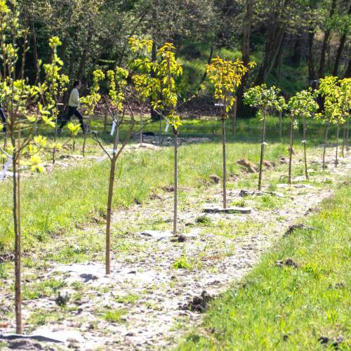 Plantao florestal