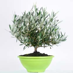 Oliveira Bonsa : venda Oliveira Bonsa / Olea europea Bonsa