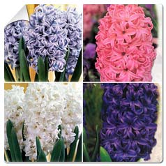 Hyacinthus