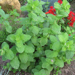 Mentha