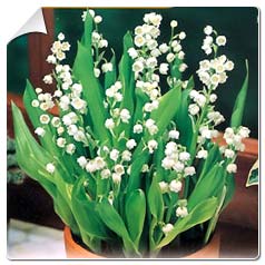 Muguet