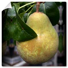 Pyrus