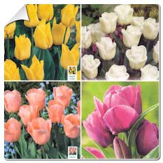 Tulipa.
