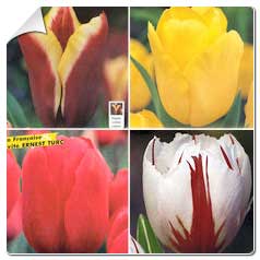 Tulipa